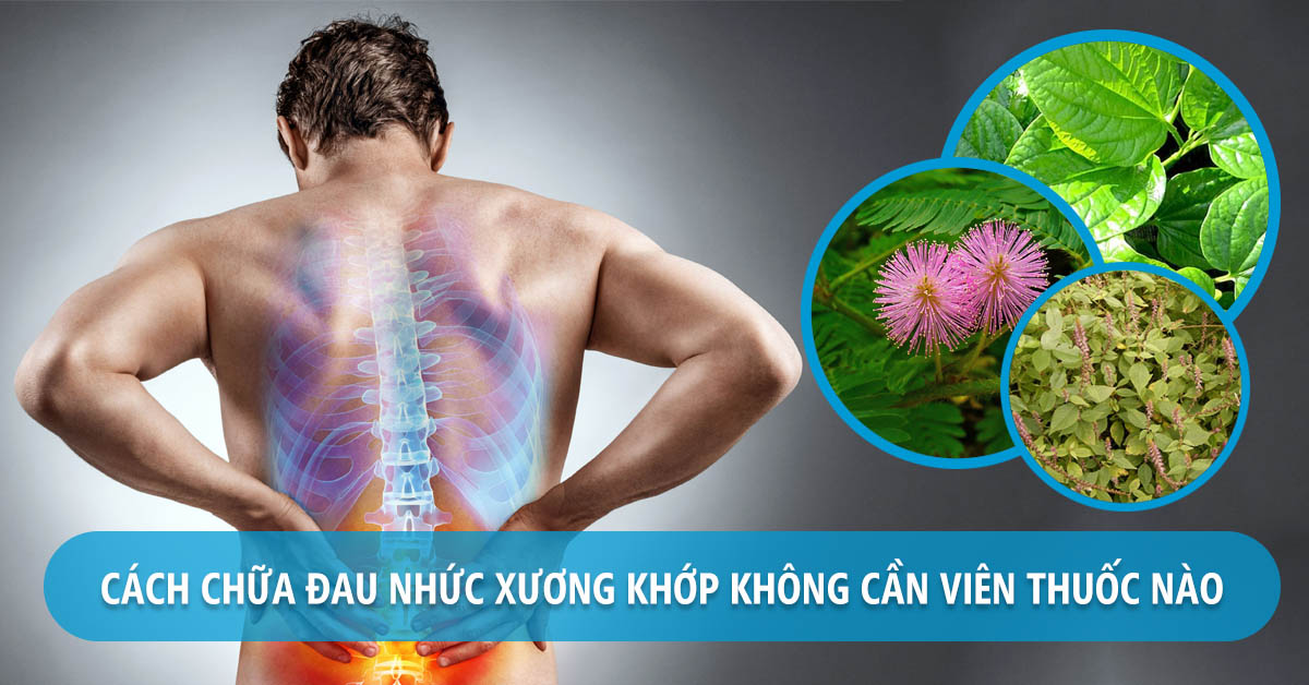 Những loại thảo dược chữa đau nhức xương khớp tại nhà rẻ tiền