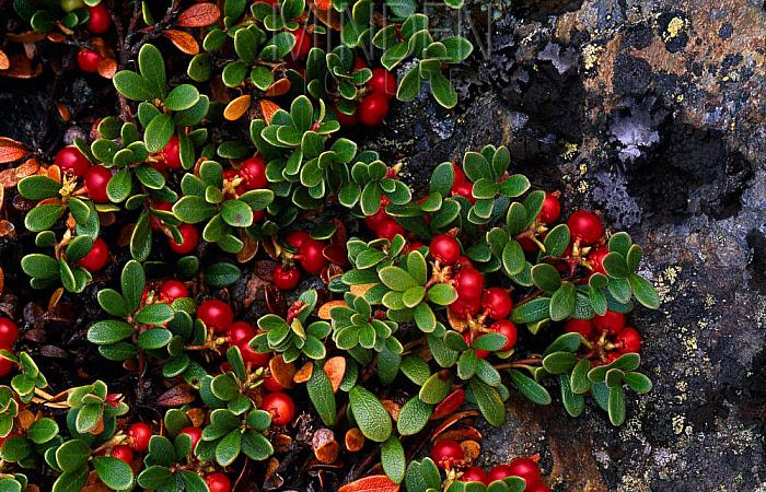 Alpha-Arbutin được chiết xuất từ cây Bearberry