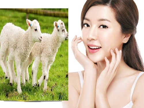 Nhau thai cừu là gì? Các loại viên uống nhau thai cừu tốt nhất